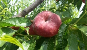 Paraguayo - Fruit Alliance