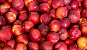 Nectarina - Fruit Alliance