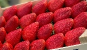 Fresas - MNuts