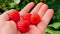 Frambuesa - Fruit Alliance
