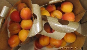 Albaricoque - Fruit Alliance
